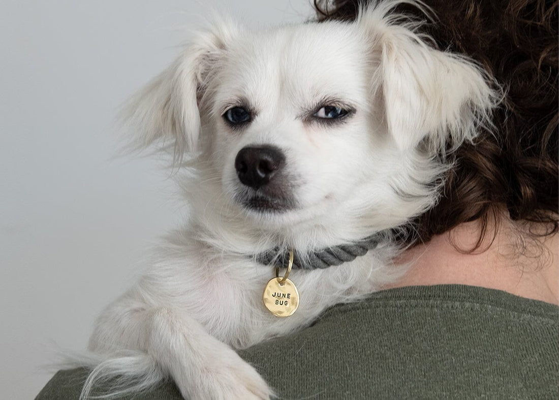 How Pet ID Tags Keep Your Pet Safe When They Get Lost