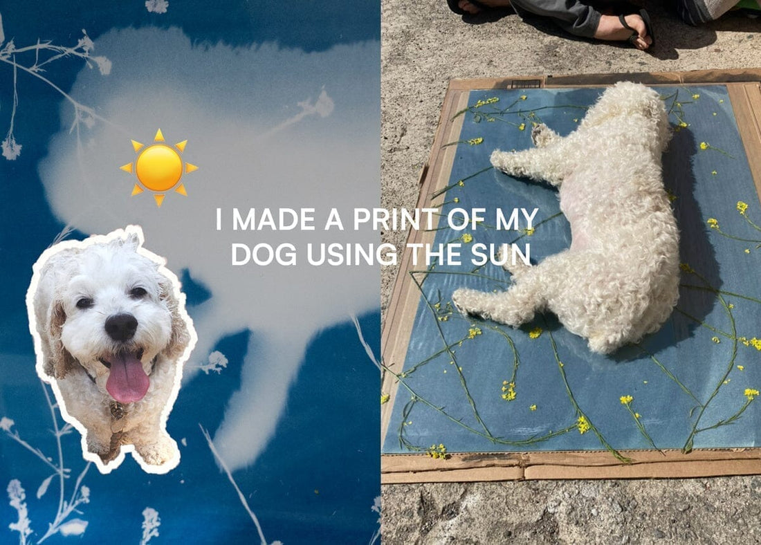 Creating Cyanotype Dog Portraits: A Complete DIY Guide to Cameraless Sun Photography ☀️
