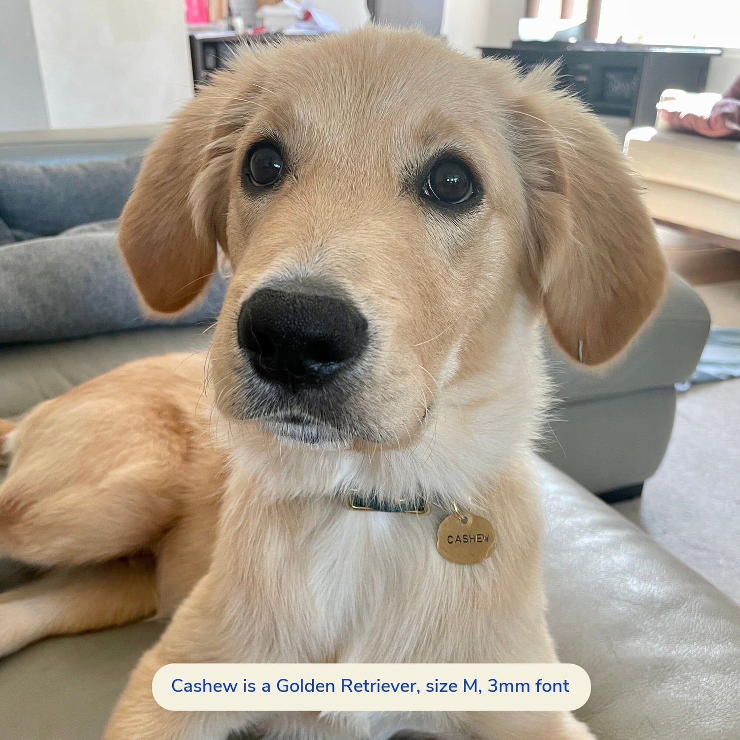 Cashew is wearing size M