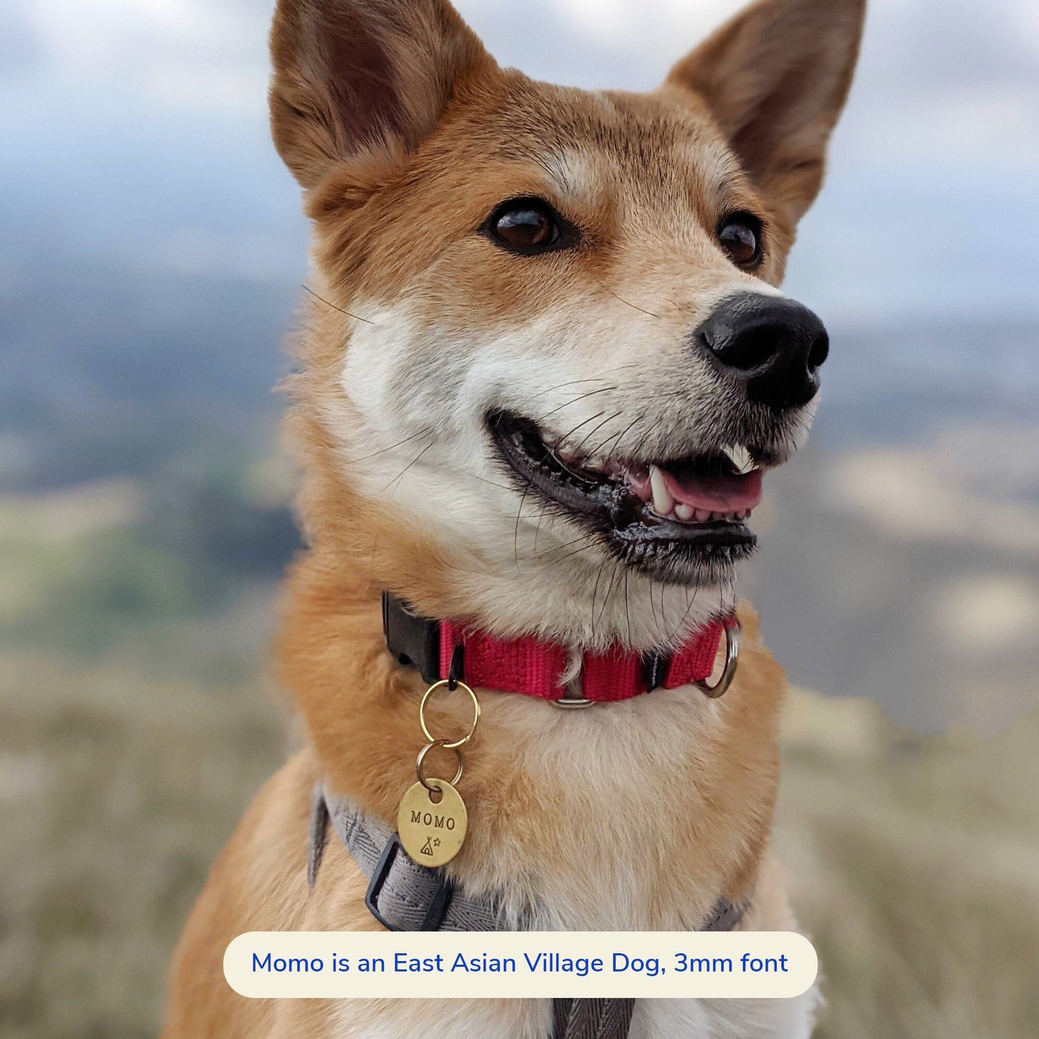 momo wearing cricket tag