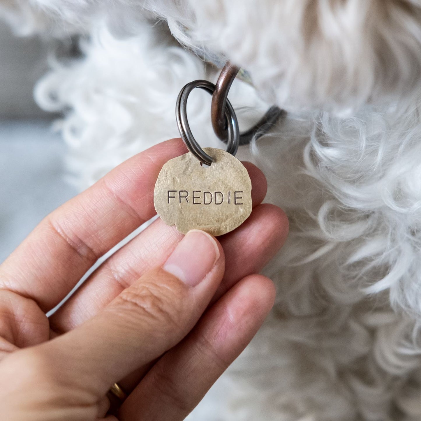 Freddie with tag