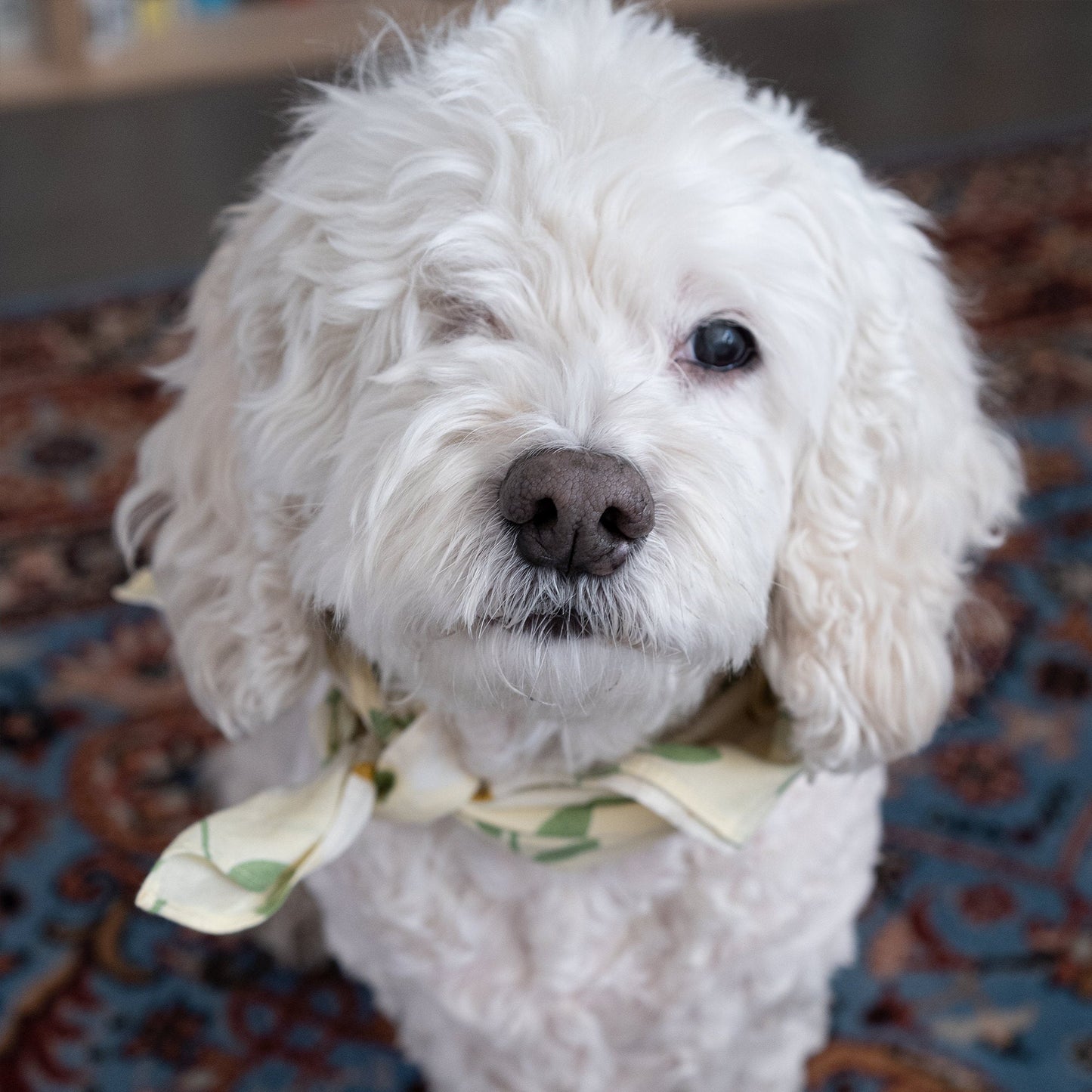Dog bandana