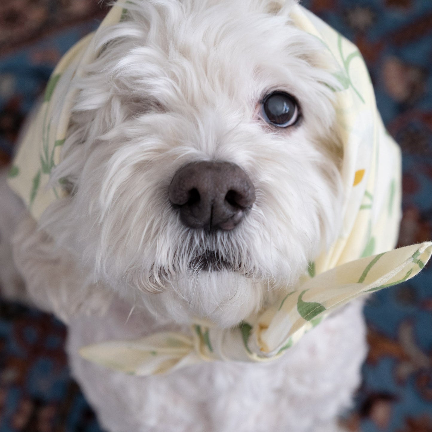 Dog bandana