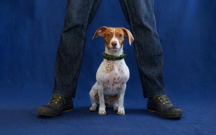 dog wearing pet tag