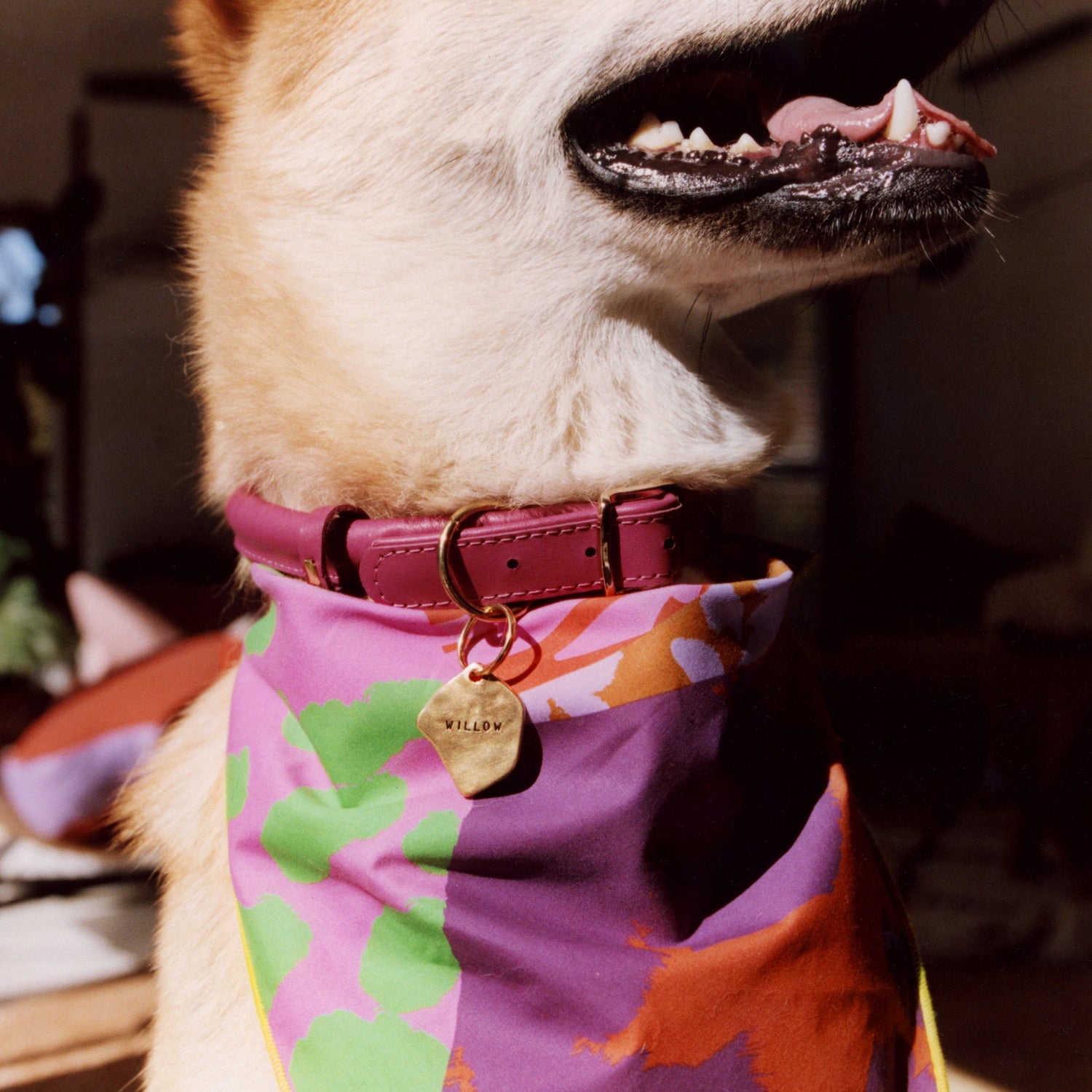 Dog Ear Tag